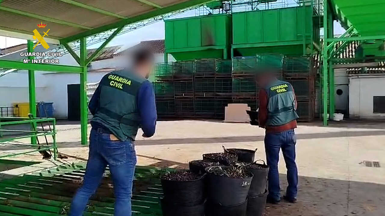Fraude en la aceituna del Condado: 625 kilos intervenidos