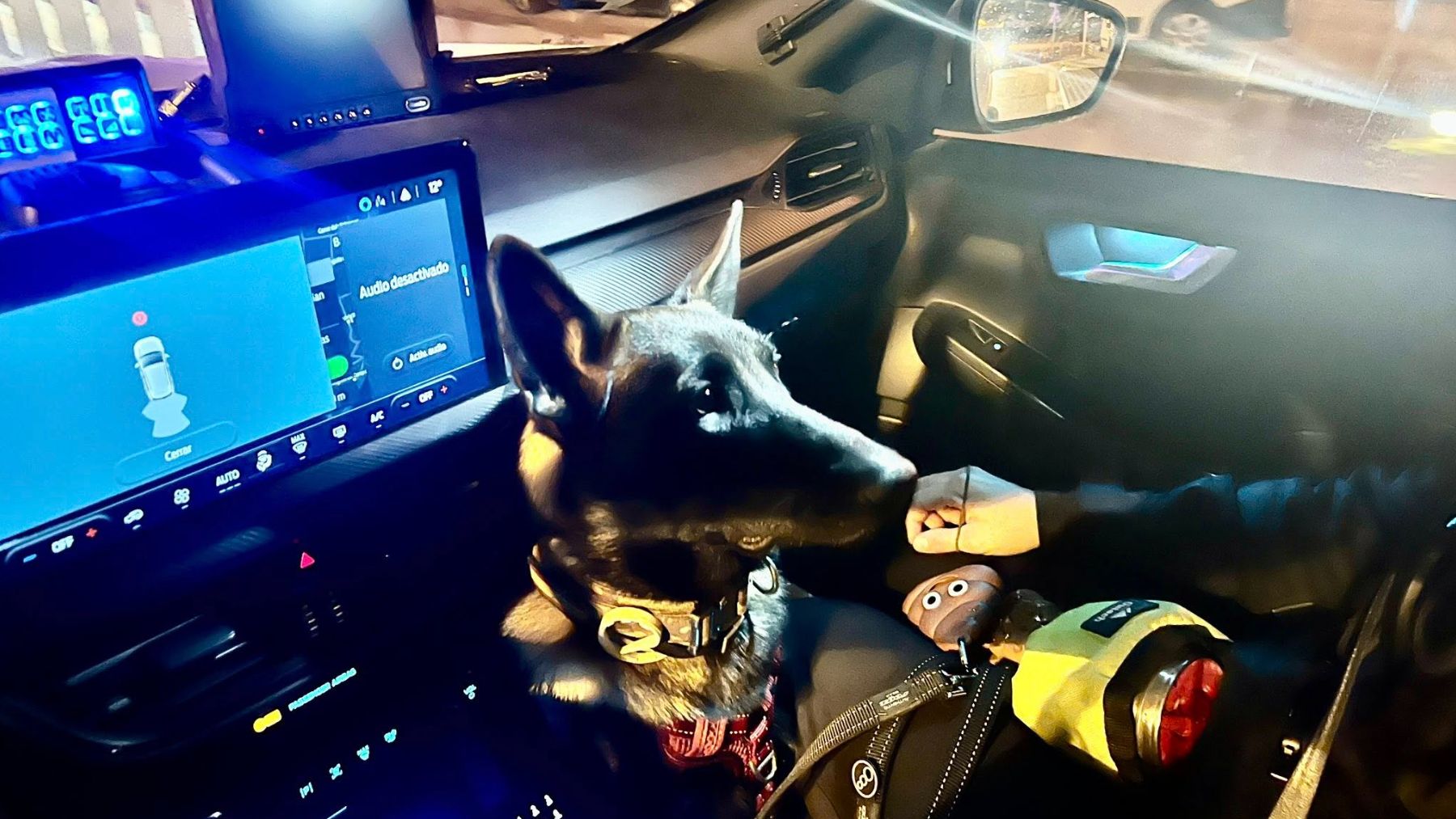 Ona, olfato de campeona: su primer día de trabajo en la Policía Local de Alcúdia y acaba cazando droga