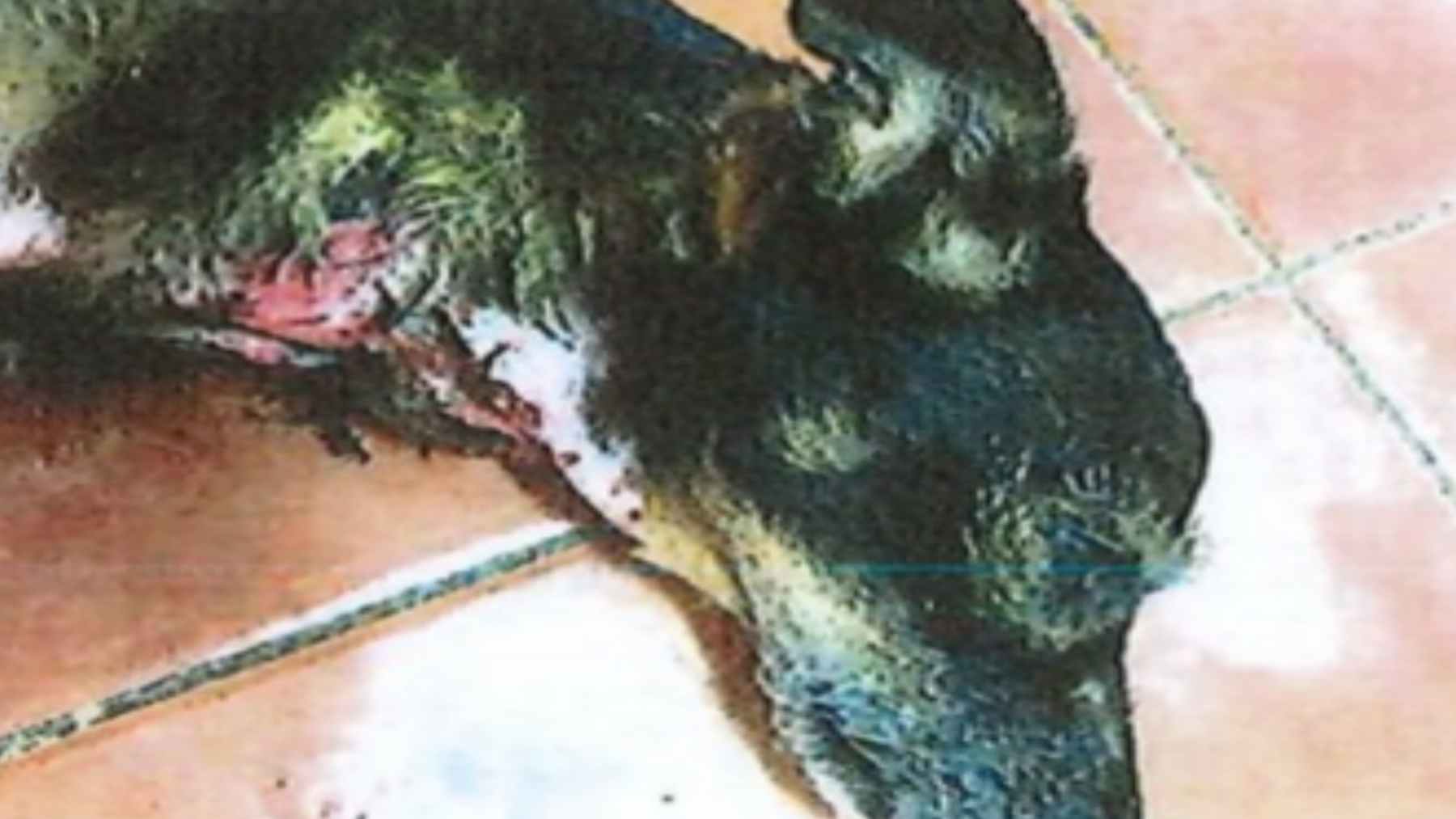 Condena por maltrato animal a una mujer en Mallorca por abandonar a un perro