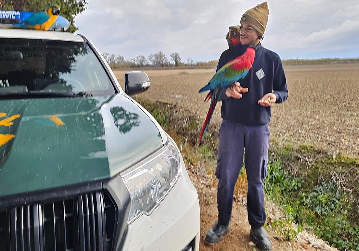Recuperado Momo, el cuarto guacamayo perdido de 'El Chico de las Aves'