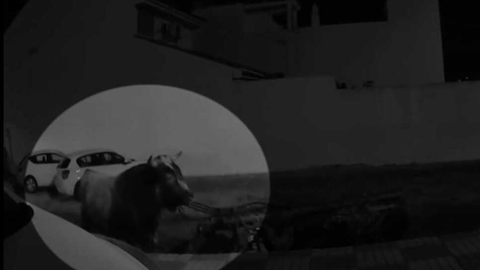Vídeo: Susto en Almonte por un toro suelto en plena calle: así actuó la Policía Local