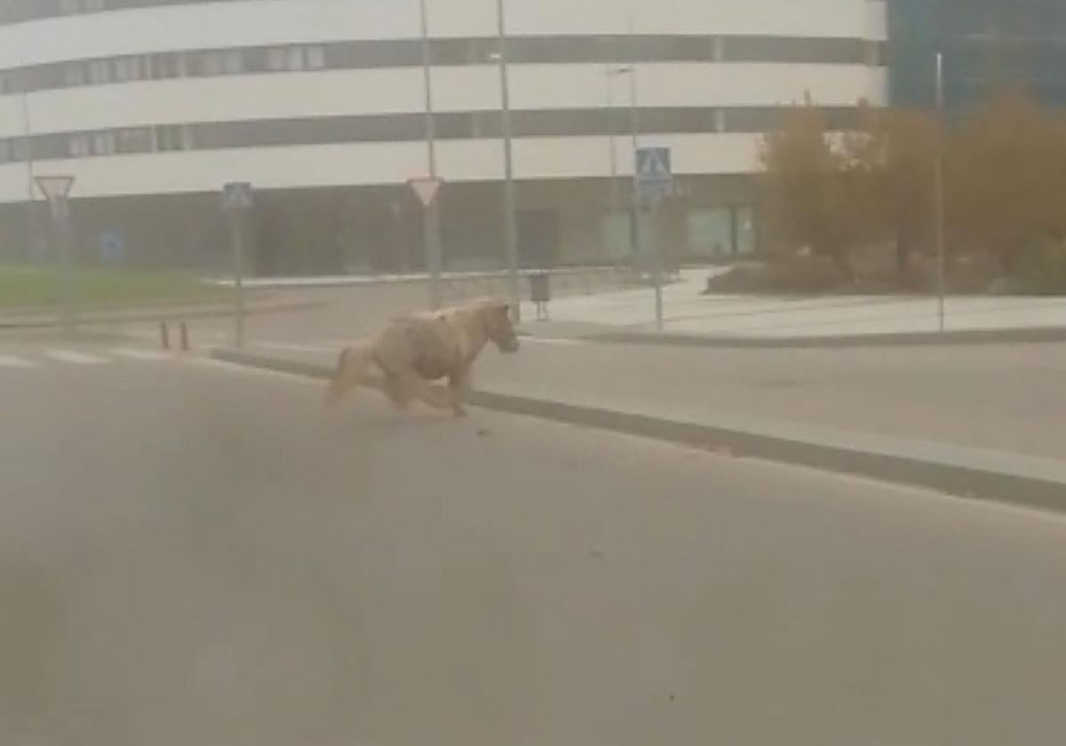 La insólita imagen que se ha visto en Aranda: un poni a la carrera por el casco urbano