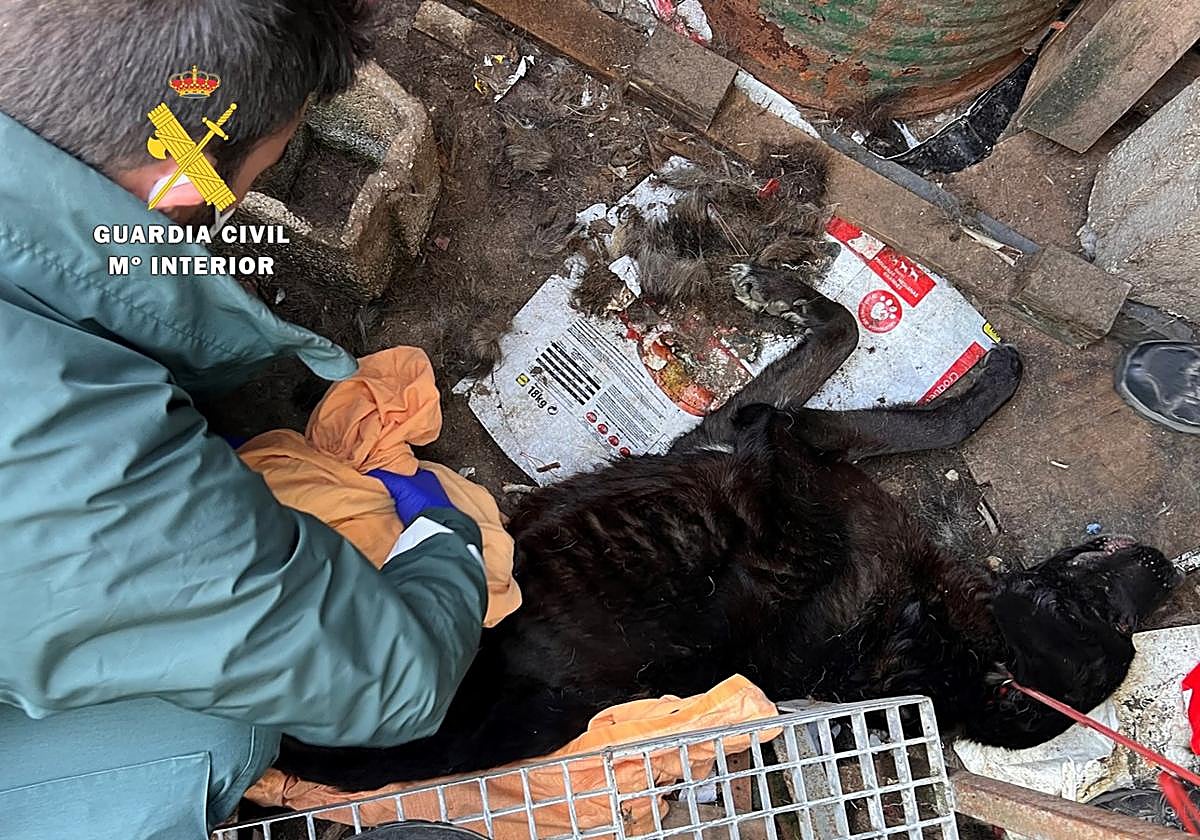 Detenido por tener varios perros totalmente abandonados en una finca de Burgos
