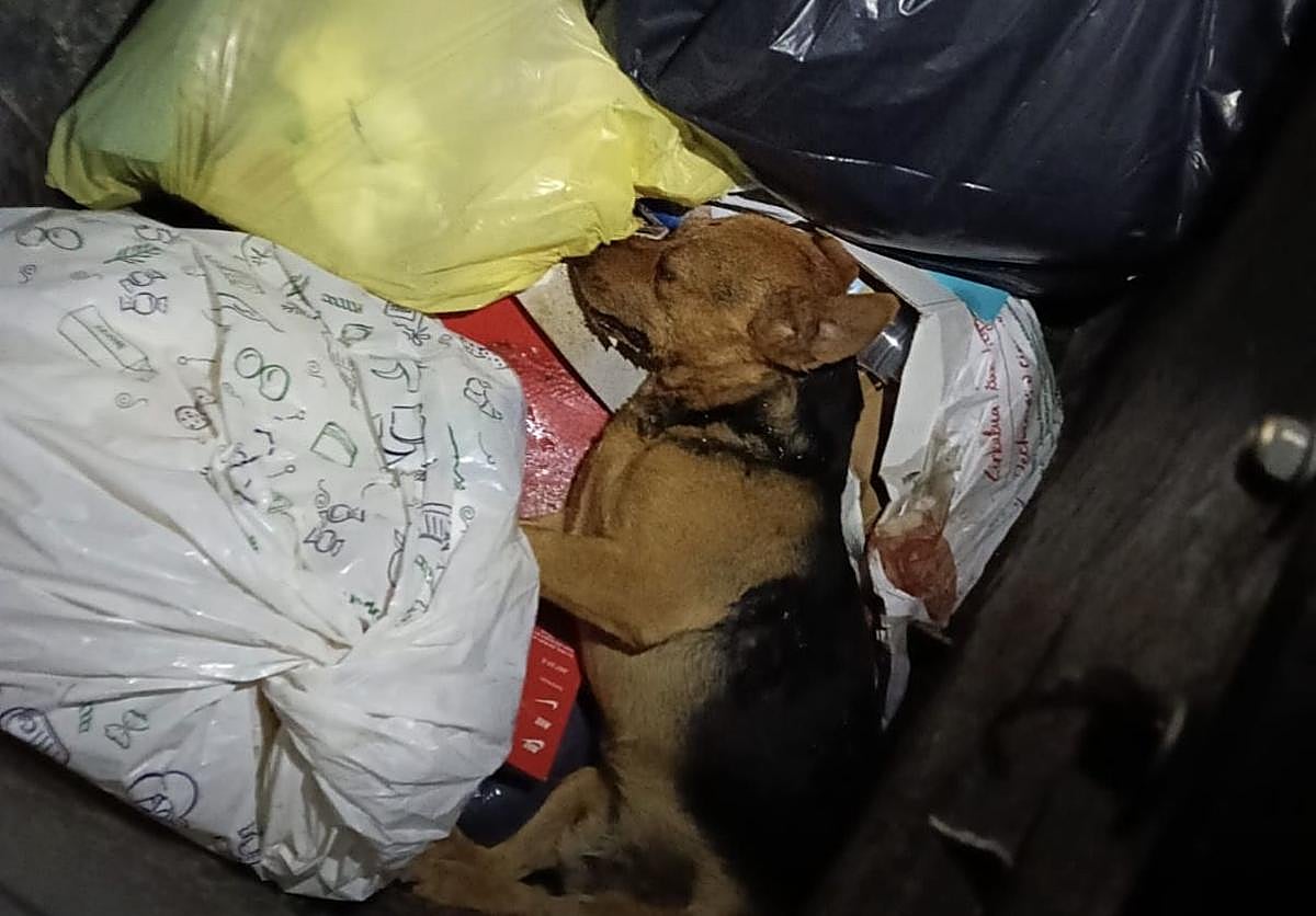 Vecina de Tunte denuncia abandono de perro en contenedor de basura con signos de maltrato