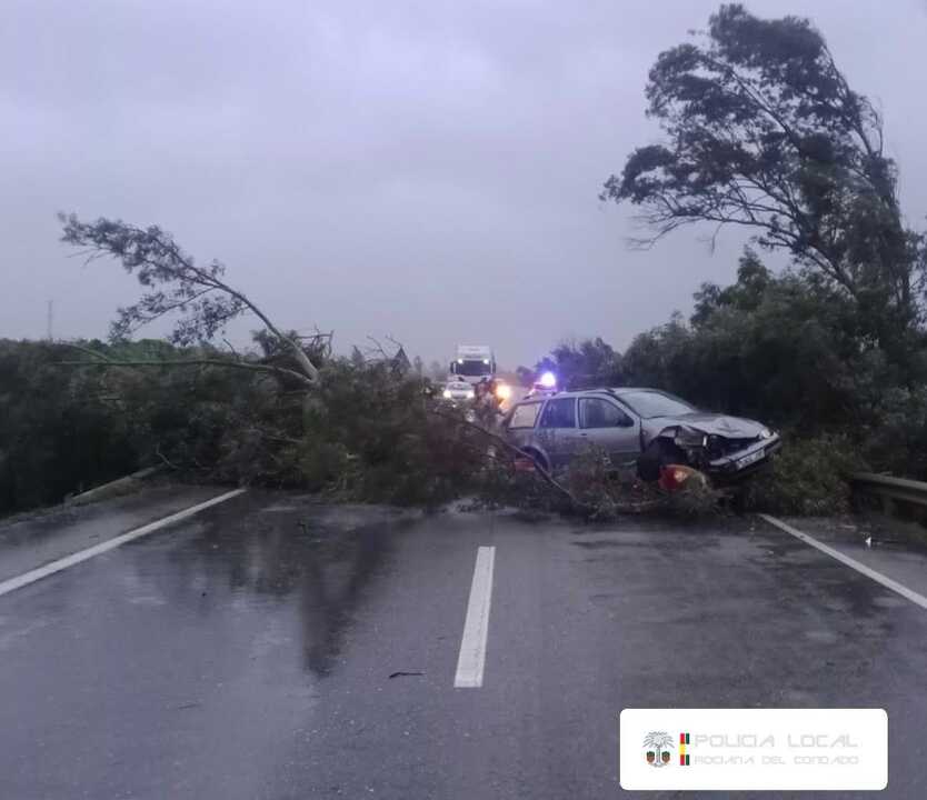 Así quedó el coche tras la caída del árbol. Fuente: Facebook Plataforma Policías Locales de Rociana