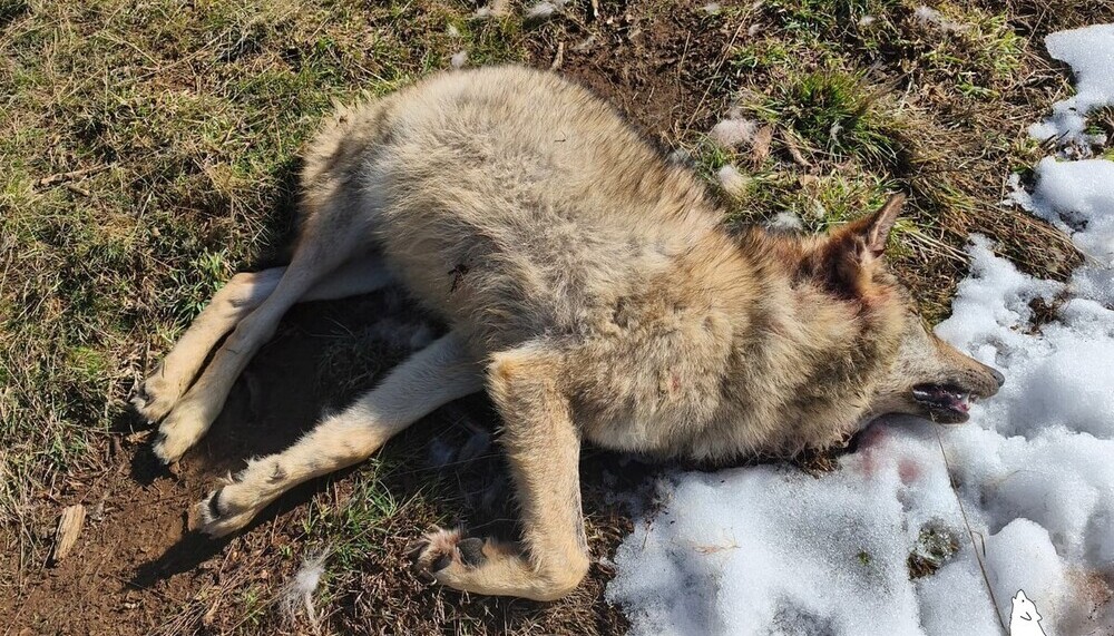 Ascel denuncia la muerte de un lobo de 7 meses en La Pernia