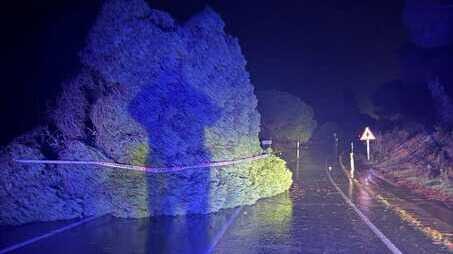 Cortada la carretera de Malpica en Cartaya por la caída de un árbol a causa del temporal