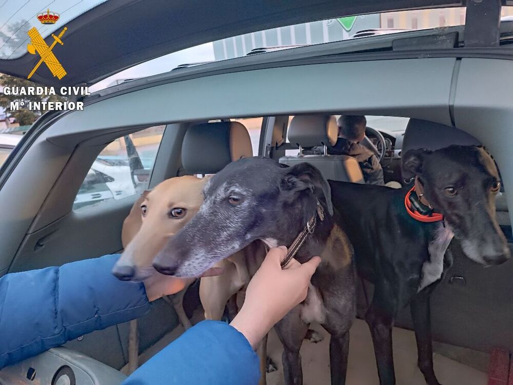 Denunciados por caza furtiva con galgos y visión térmica