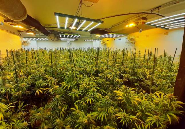 Plantació de marihuana la Torre de Claramunt / Mossos d'Esquadra
