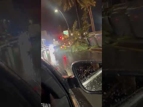El temporal de poniente derriba árboles y palmeras en Ceuta sin causar heridos