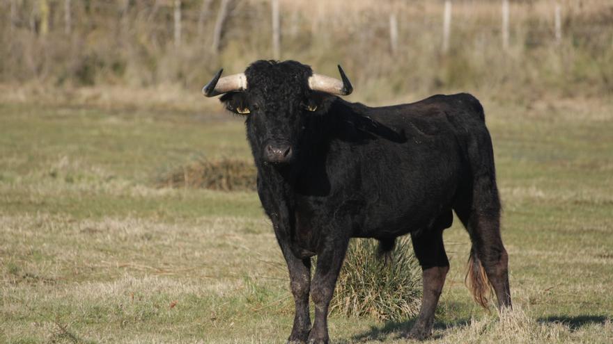 Fallece un hombre de 70 años tras ser atacado por un toro en Cantabria