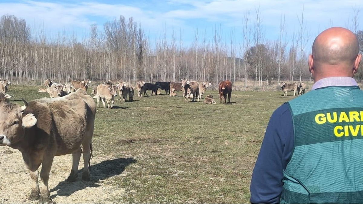 Dos ganaderos de San Andrés del Rabanedo, investigados por robar en otra explotación de Sariegos.