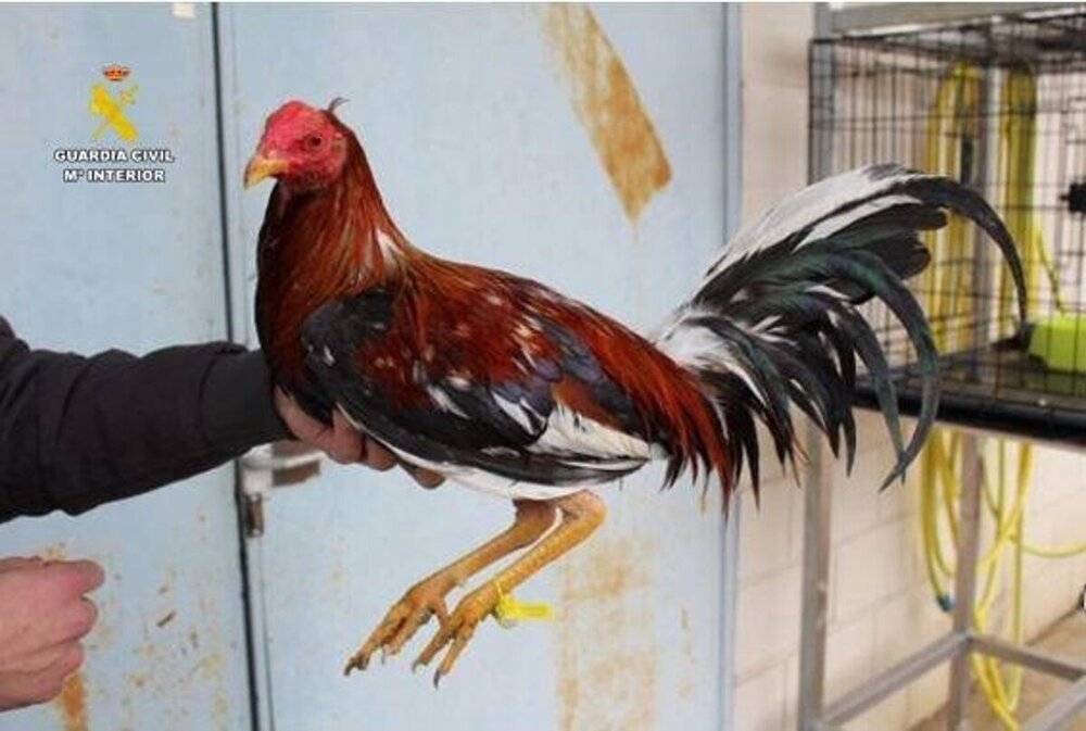 Investigado en Valladolid por mutilaciones a gallos