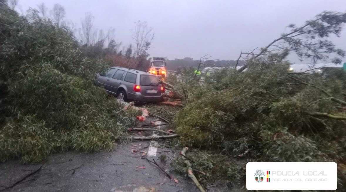 Así quedó el coche tras la caída del árbol. Fuente: Facebook Plataforma Policías Locales de Rociana