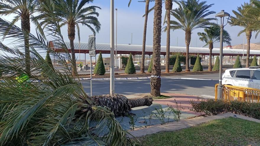 Tragedia en Torremolinos: Mujer fallece al caerle una palmera por fuertes vientos de la borrasca Joseph