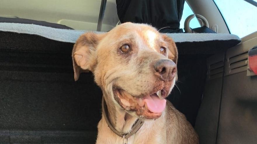 Adoptan a un perro de 11 años encontrado a punto de morir en un aparcamiento de Ibiza
