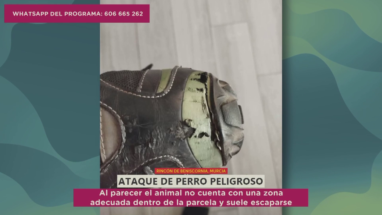 Vecinos de Rincón de Beniscornia viven con miedo e indignación por ataques de perro pitbull escapista