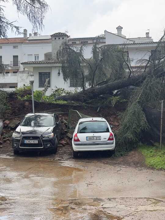 Caída de árbol en Aracena. Fuente: Facebook Ayto. Aracena