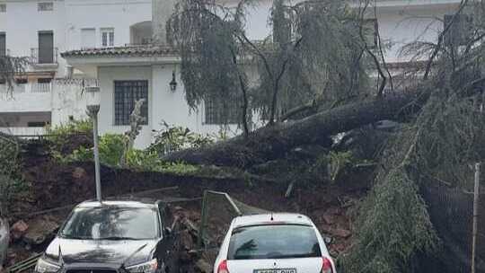Varios vehículos dañados y una vivienda afectada tras la caída de un árbol en Aracena