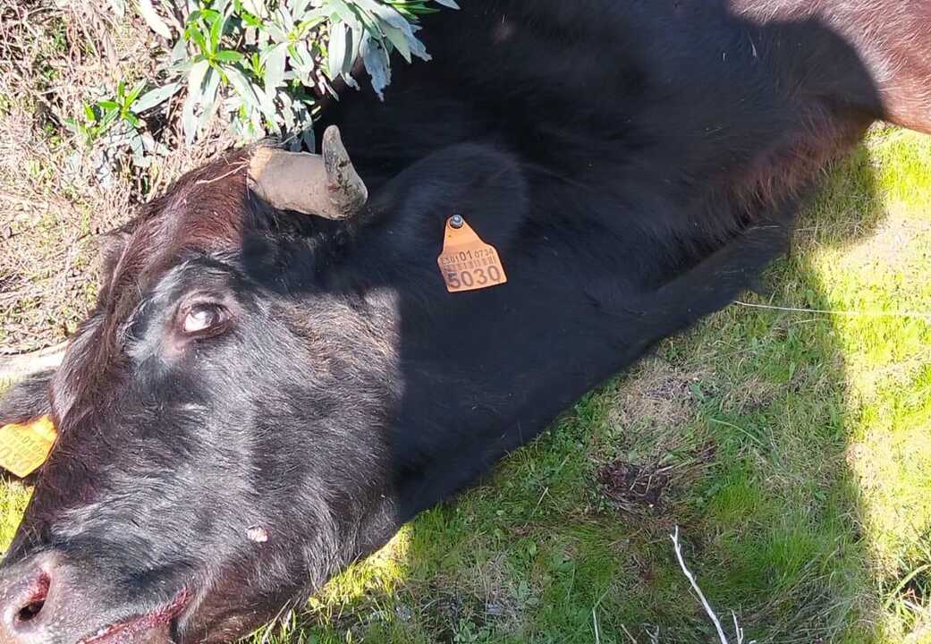 Mueren dos vacas y desaparecen sus becerros coincidiendo con una montería según denuncia un ganadero de Beas