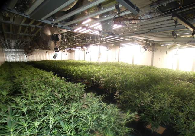 Marihuana Barberà