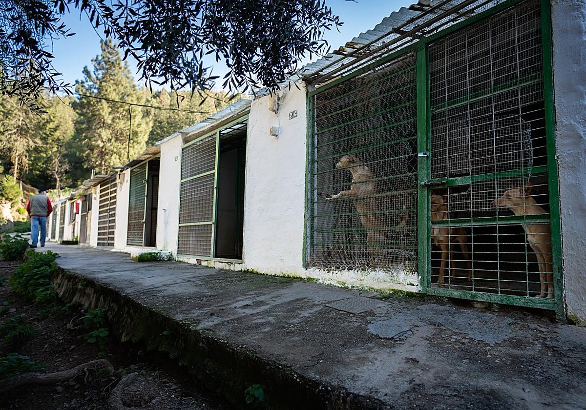 Robo en la finca de la Asociación de Cazadores de Málaga: «Se han llevado a todos mis perros; los había criado desde chicos»