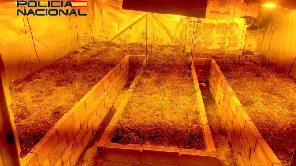 Detenido un hombre por cultivar marihuana en su casa de Huelva y engancharse a la luz