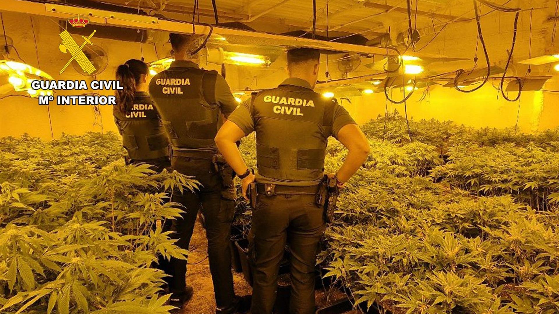 Desmantelan en Archena un grupo organizado dedicado al cultivo intensivo de marihuana: ocho detenidos y cuatro plantaciones ‘indoor’ intervenidas