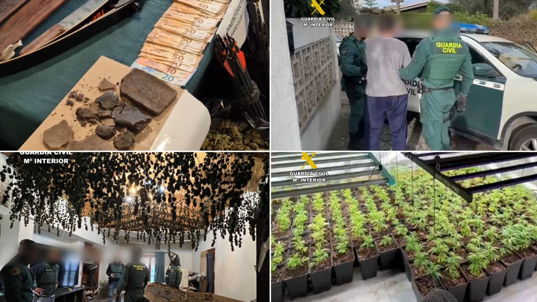 50 kilos de cogollos, machetes y flechas: el gran laboratorio de marihuana y hachís desmantelado en Mallorca
