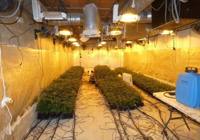 Desmantelan plantación de marihuana en Alella tras error de principiante: ¡olvidaron poner la puerta al garaje!