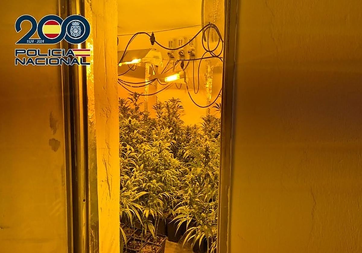 Amenaza a una vecina con una escopeta y la Policía descubre una plantación de marihuana oculta en Málaga