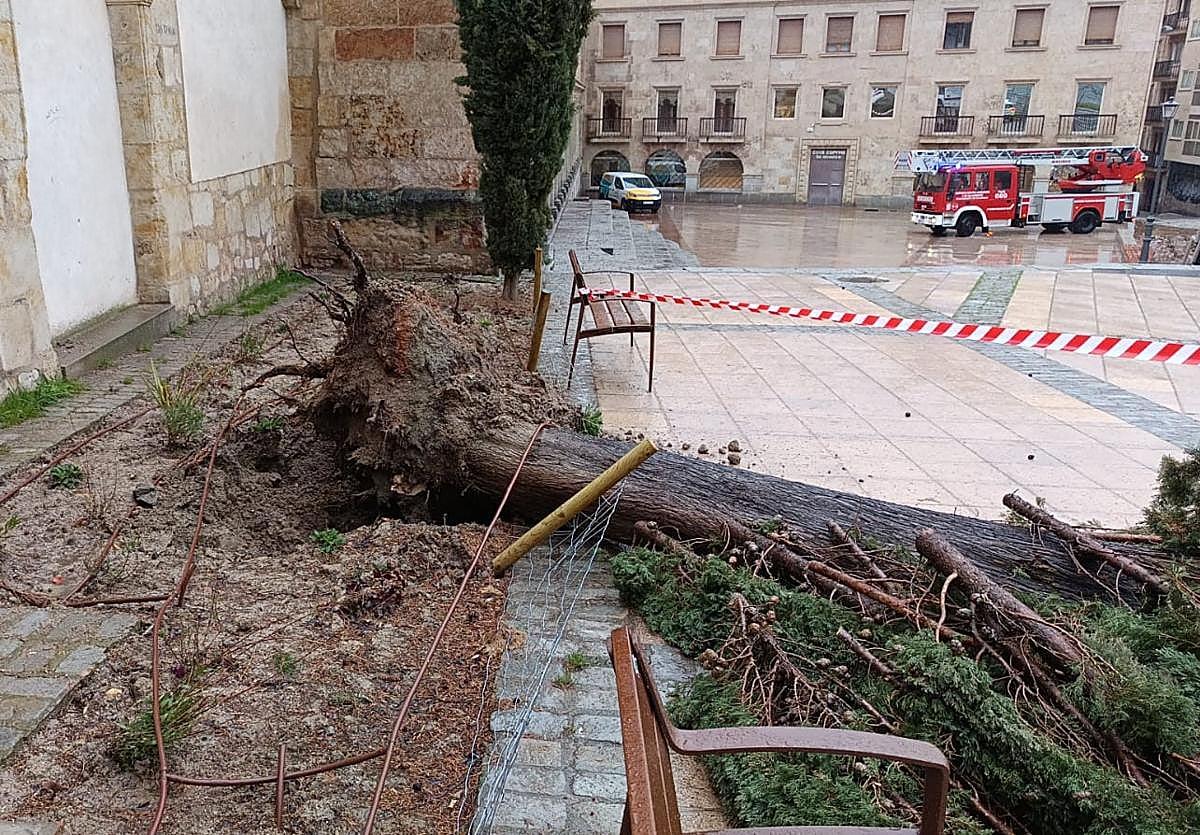 La borrasca 'Nils' arranca un árbol de 22 metros en pleno centro de Salamanca