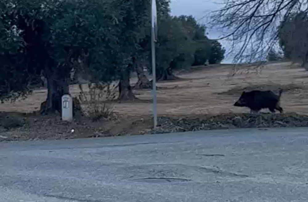 Guardia Civil atrapa a jabalí fugitivo en Toledo tras montar operativo de varios coches