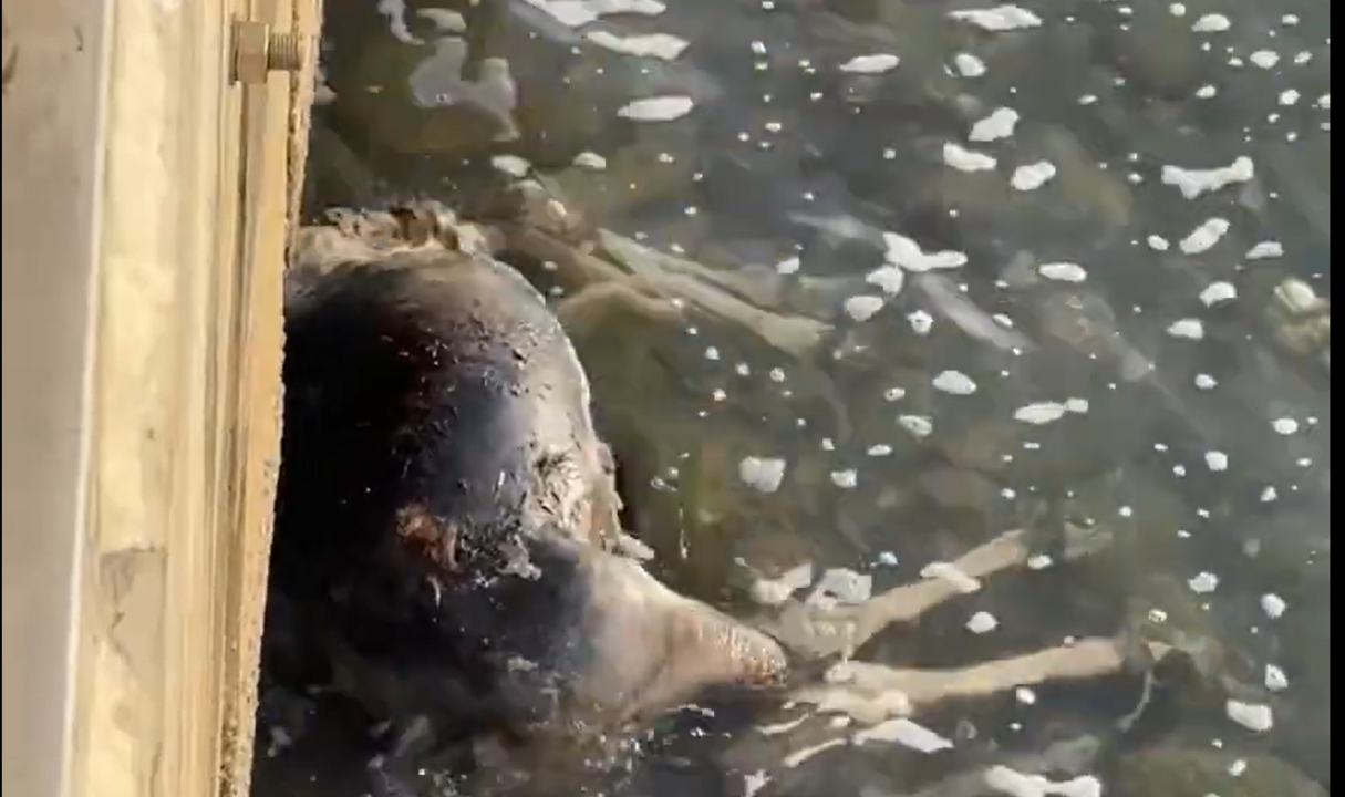 Vídeos: Aparece un ciervo sin vida en el Muelle del Tinto tras los recientes temporales