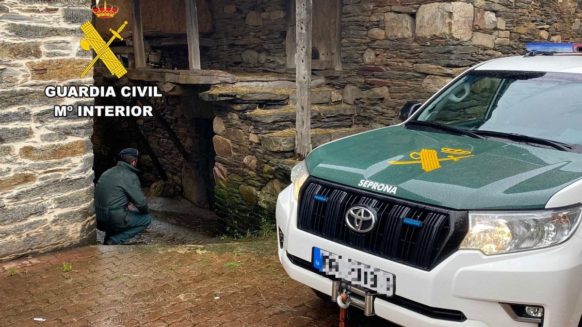 Investigación del Seprona de la Guardia Civil por un presunto delito de maltrato animal en Páramo del Sil.