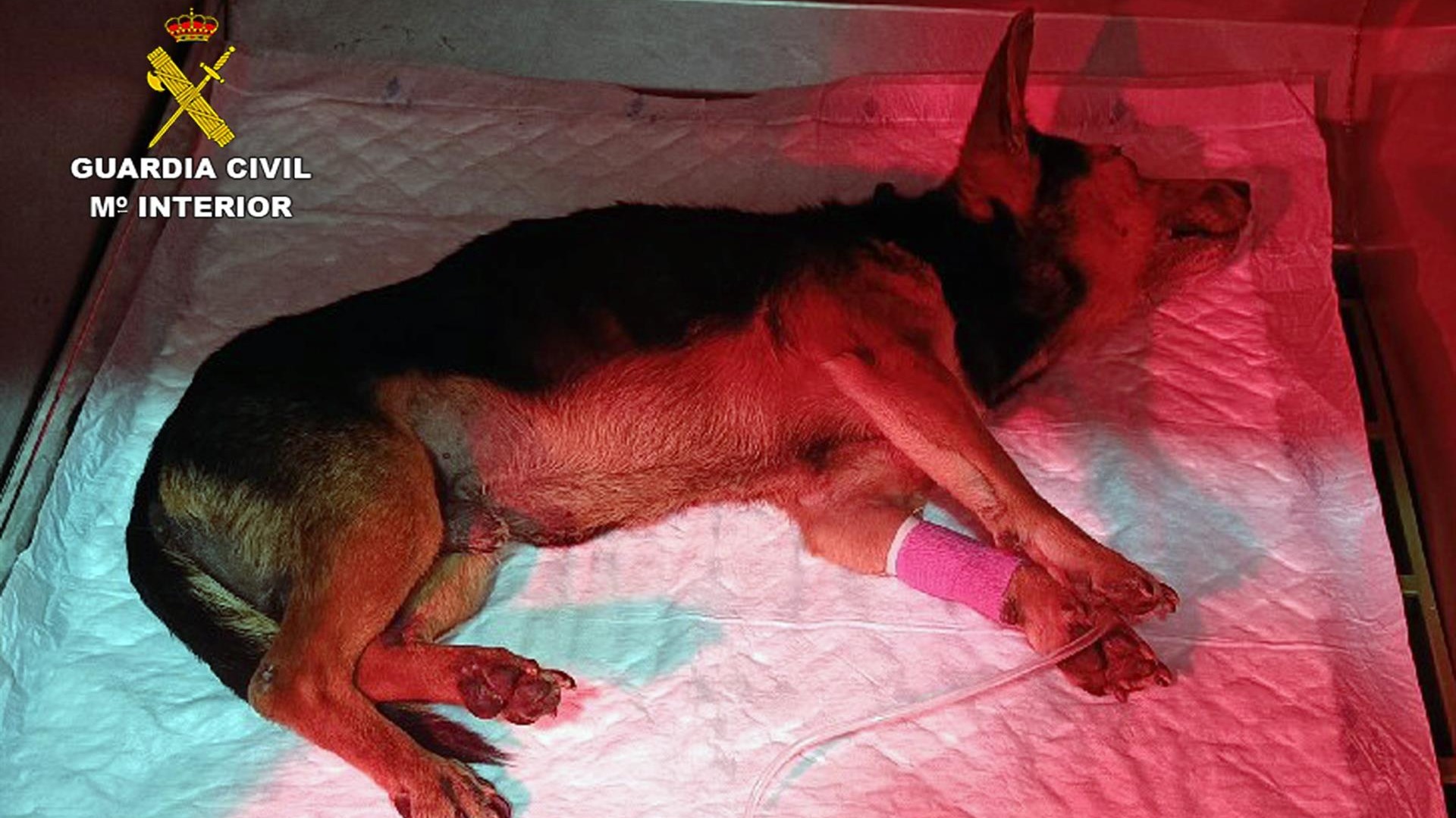 Investigan a dos personas por golpear a un perro y arrojarlo herido a un contenedor en Torre Pacheco