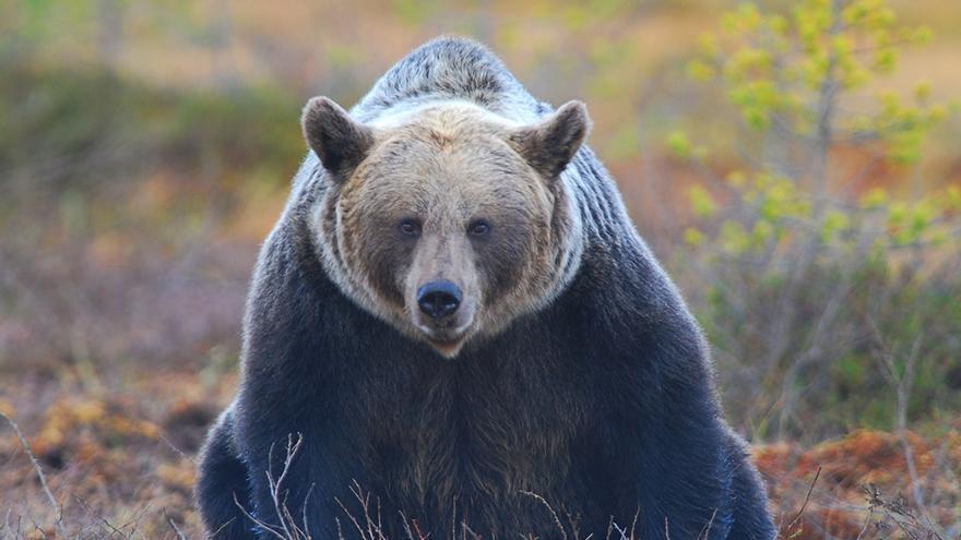 Un hombre se enfrenta a dos años de prisión por matar a un oso pardo con un lazo en Asturias