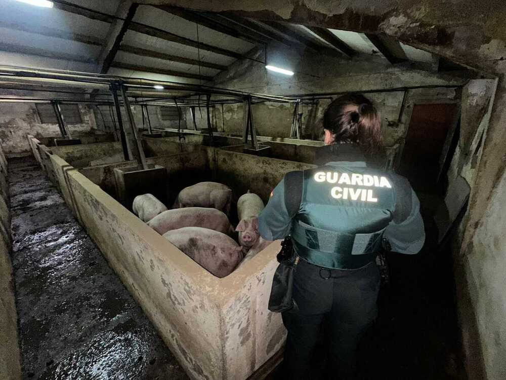 La Guardia Civil salva 400 animales de una inundación