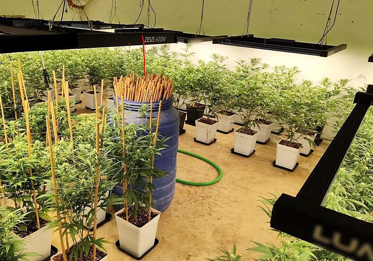 Desmantelan dos plantaciones de marihuana en la provincia de Cáceres e intervienen 382 plantas y 18 kilos