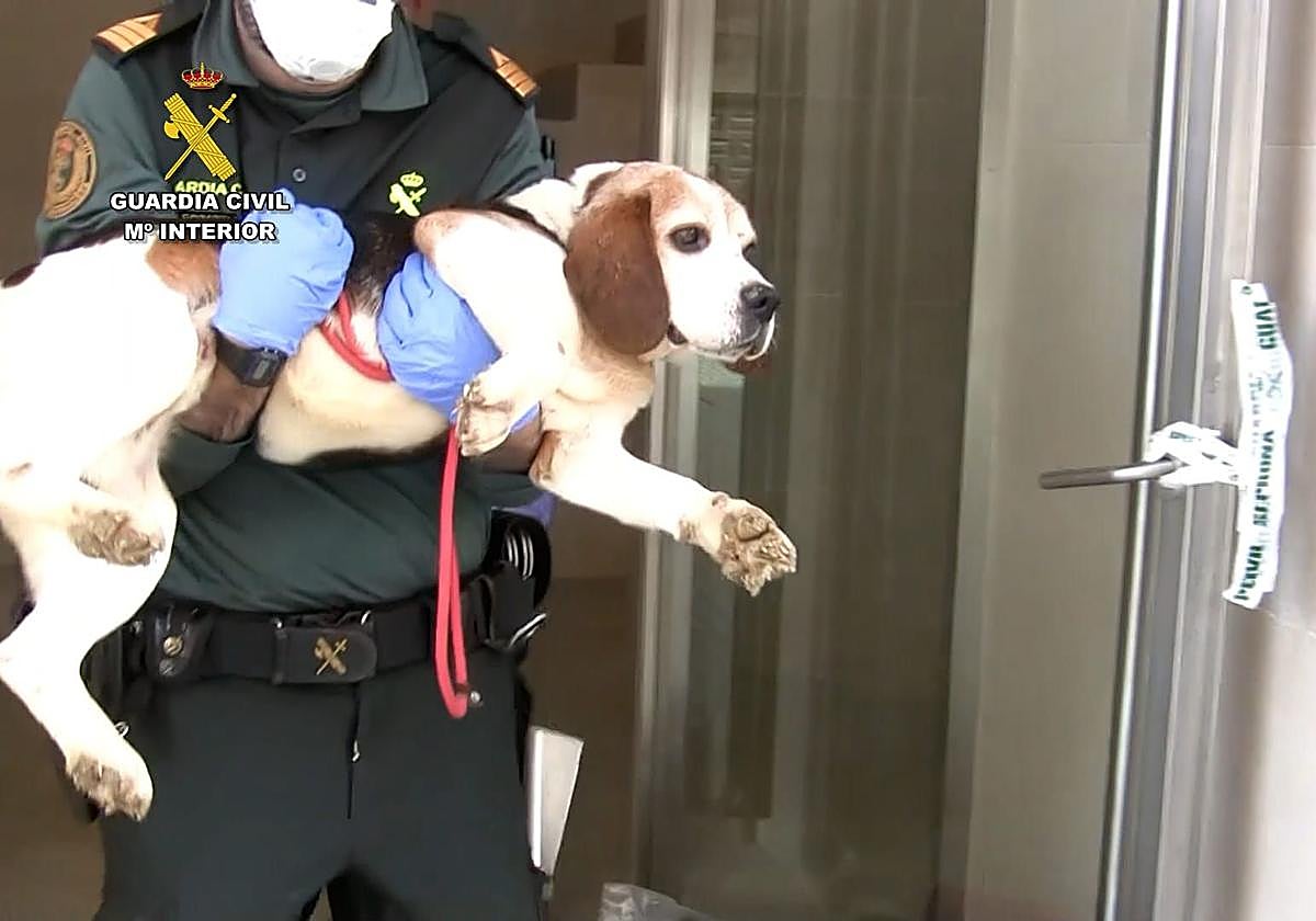 Extraditado desde Venezuela un criador de perros de Burgos que acumulaba decenas de denuncias por maltrato animal