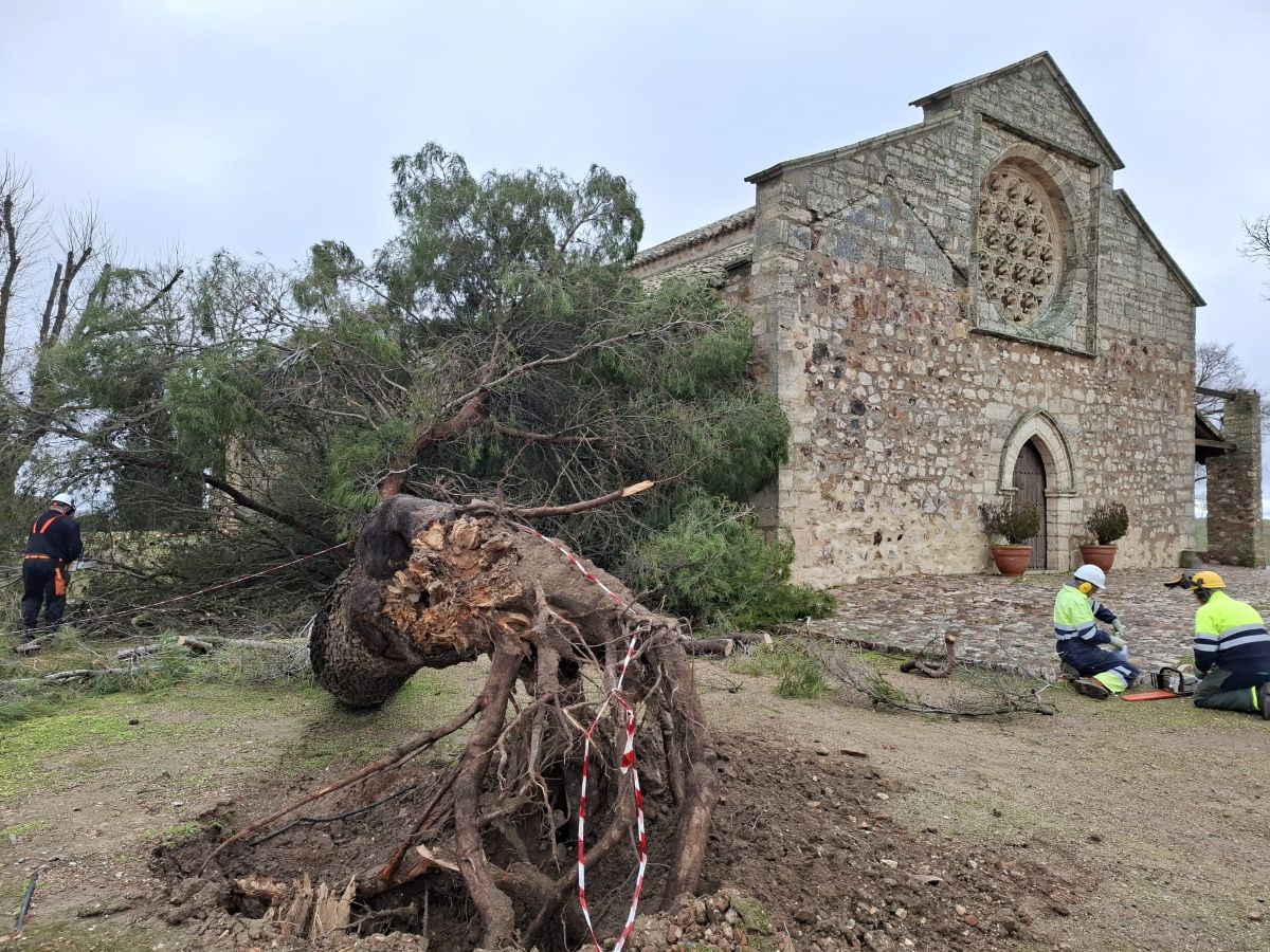Ciudad Real: Retirado un árbol de grandes dimensiones derribado por el viento junto a la ermita de Alarcos