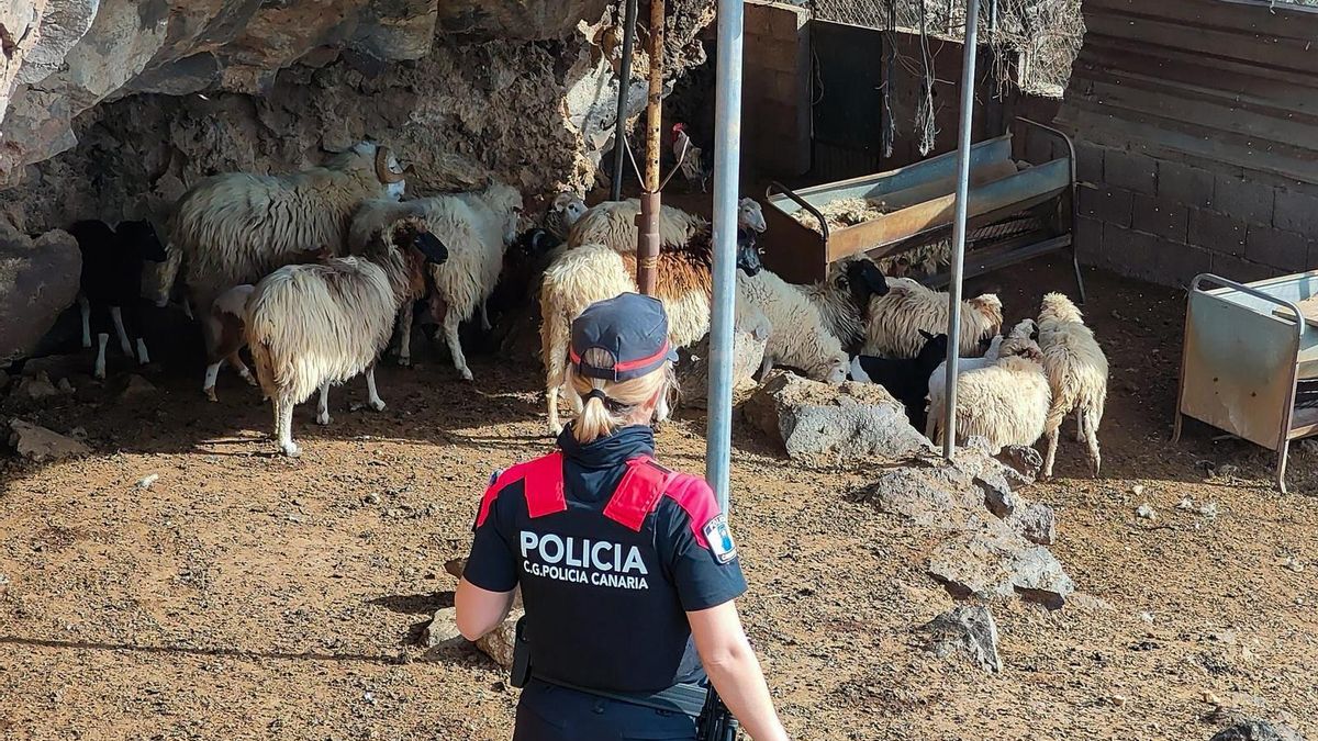 Agente de la Policía Canaria, en una inspección ganadera en Tenerife.