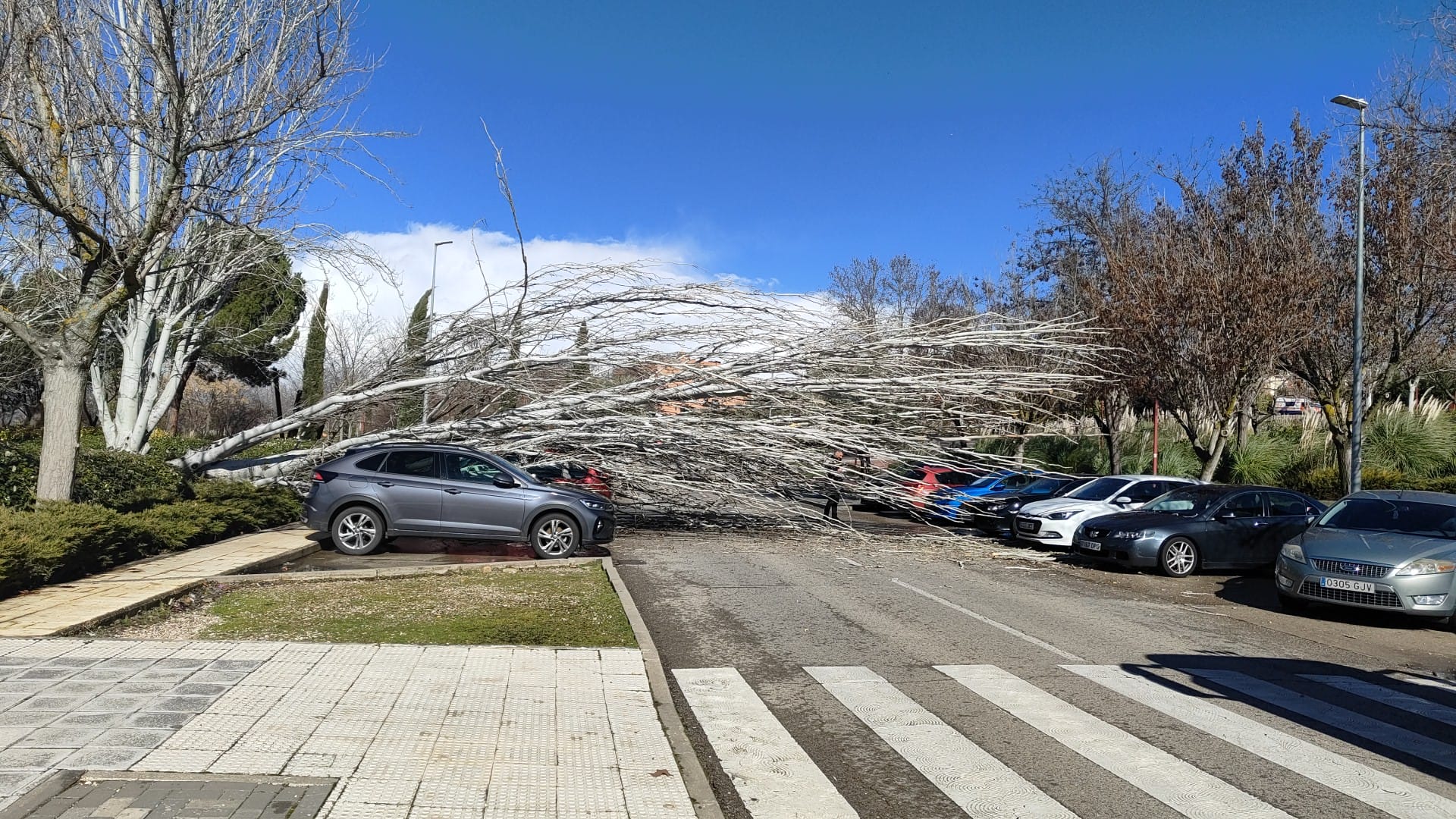 Las fuertes rachas de viento provocan caos en la ciudad: cerca de 50 incidencias registradas