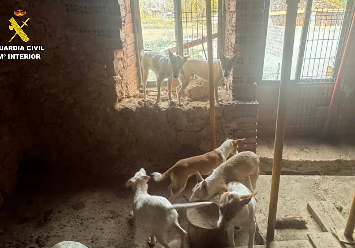 Buscan a un hombre por abandonar a once perros famélicos en una casa en ruinas de un pueblo de Burgos