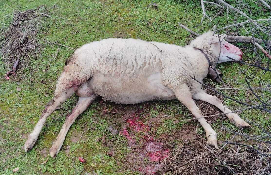 Una oveja es atacada por dos perros
