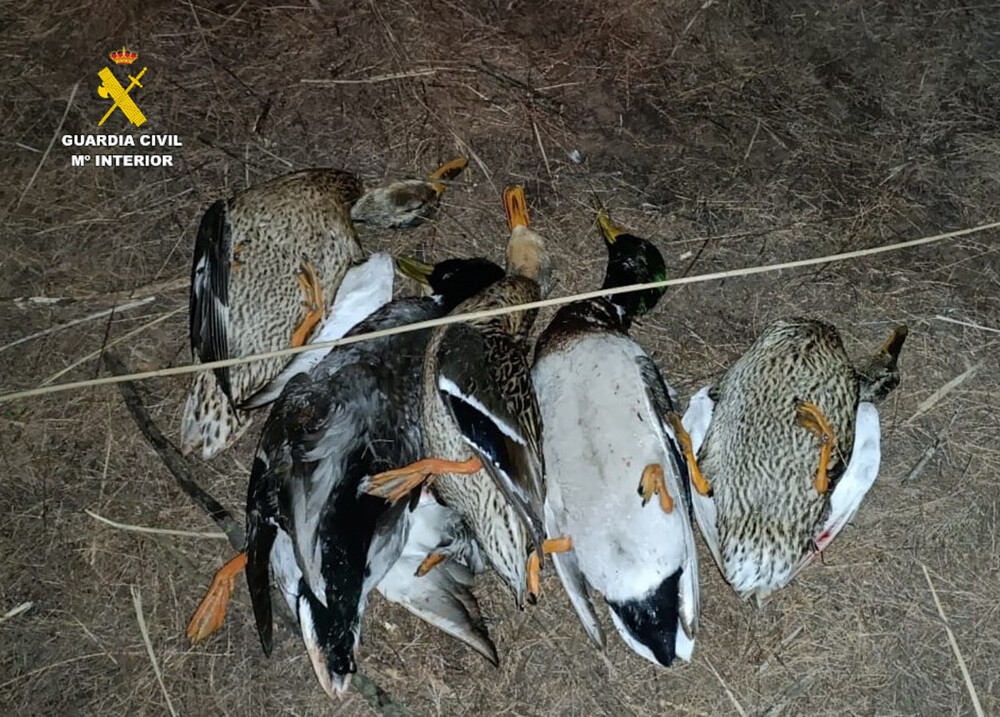 Denuncian a tres personas por cazar aves migratorias acuáticas