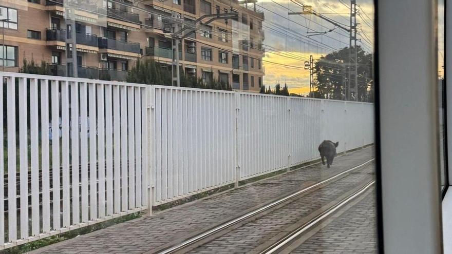 Un jabalí provoca retrasos en el metro de Valencia tras acceder a las vías en hora punta