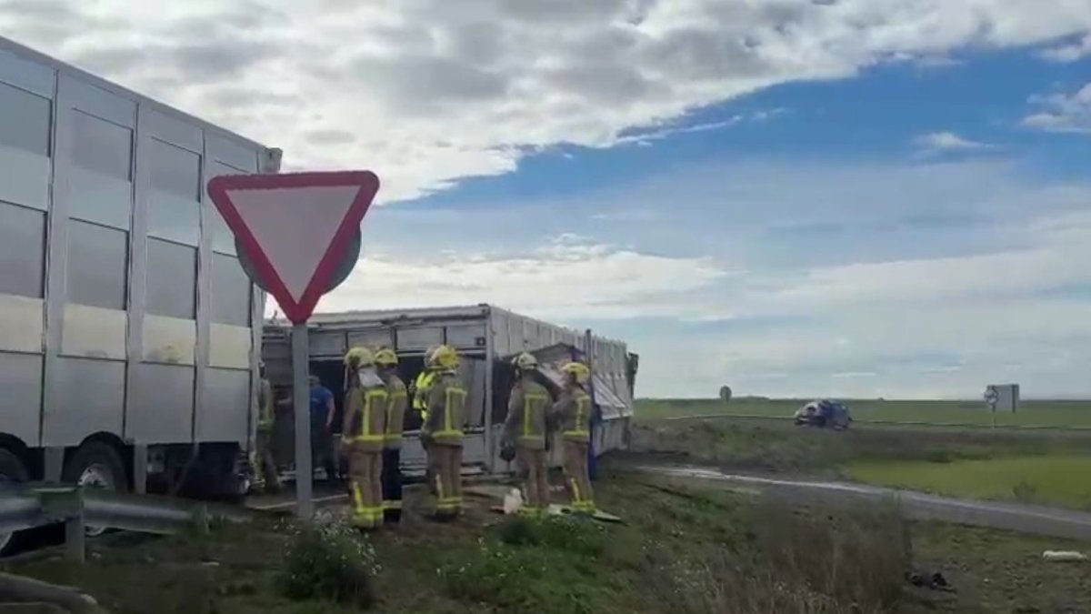 Vuelca un camión cargado de cerdos en la rotonda de la A-14 en Alguaire