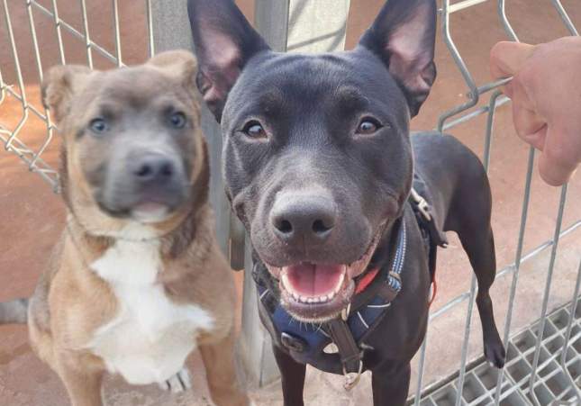 ¡Increíble historia! Ladrón intenta vender perros robados de una protectora de Badalona y termina con final feliz