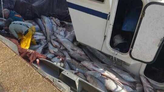 Más de 50.000 kg de corvinas capturadas antes de la veda desatan la alarma